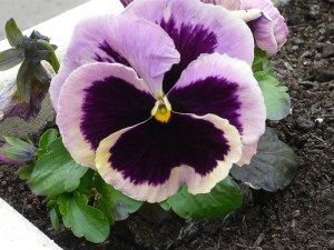 pansy